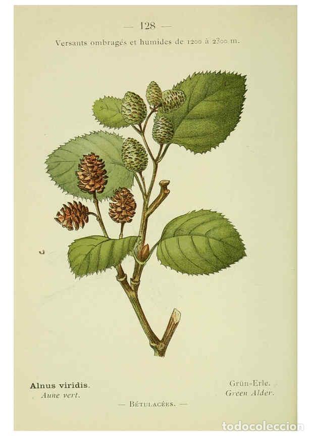 Colecionismo de Revistas e Jornais: Reproducci&oacute;n/Reproduction 6298298665: Nouvelle flore colori&eacute;e de poche des Alpes et des Pyr&eacute;n&eacute;es. v.