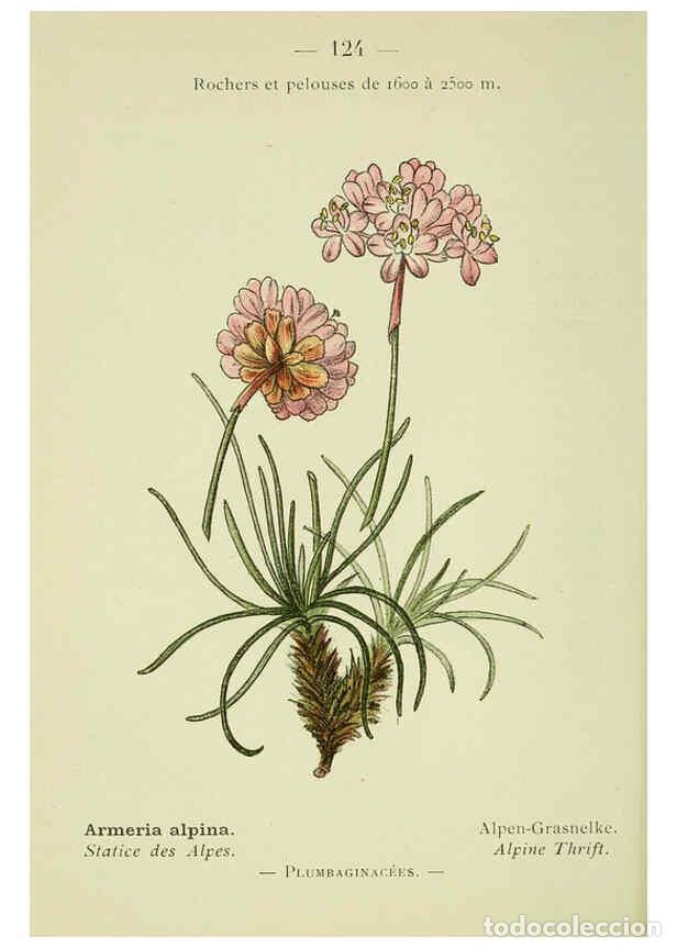 Colecionismo de Revistas e Jornais: Reproducci&oacute;n/Reproduction 6298828502: Nouvelle flore colori&eacute;e de poche des Alpes et des Pyr&eacute;n&eacute;es. v.