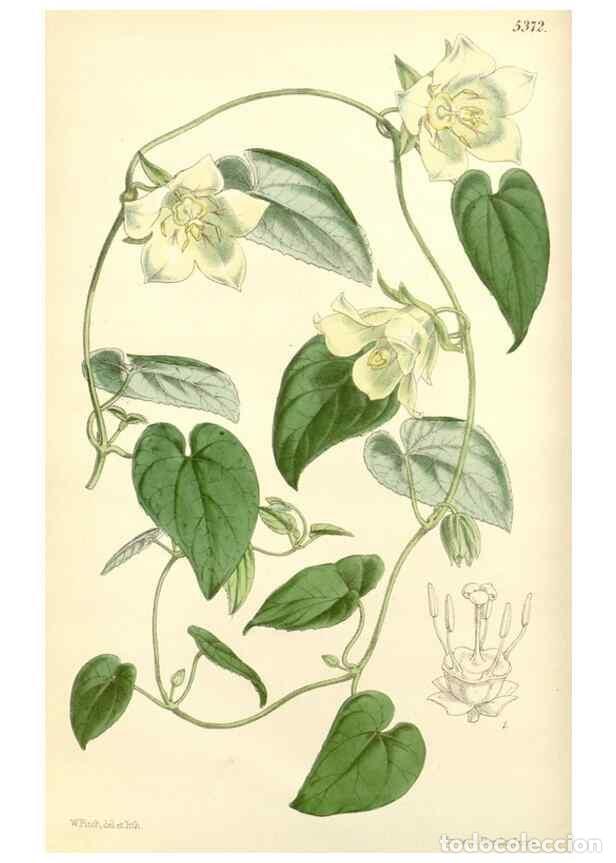 Colecionismo de Revistas e Jornais: Reproducci&oacute;n/Reproduction 8272610278: Curtis's botanical magazine.. London ;New York [etc.] :Academi