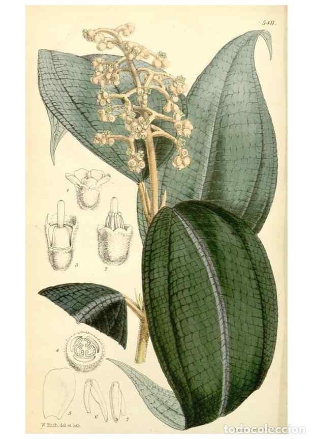 Colecionismo de Revistas e Jornais: Reproducci&oacute;n/Reproduction 8271597819: Curtis's botanical magazine.. London ;New York [etc.] :Academi