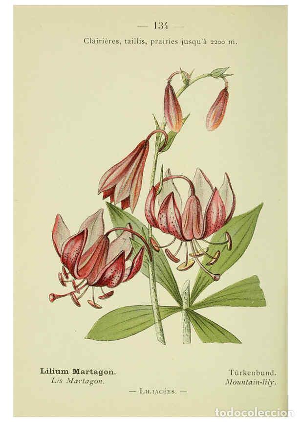 Colecionismo de Revistas e Jornais: Reproducci&oacute;n/Reproduction 6298300451: Nouvelle flore colori&eacute;e de poche des Alpes et des Pyr&eacute;n&eacute;es. v.