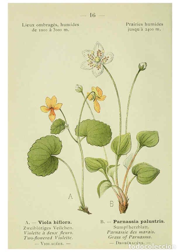 Colecionismo de Revistas e Jornais: Reproducci&oacute;n/Reproduction 6298265227: Nouvelle flore colori&eacute;e de poche des Alpes et des Pyr&eacute;n&eacute;es. v.