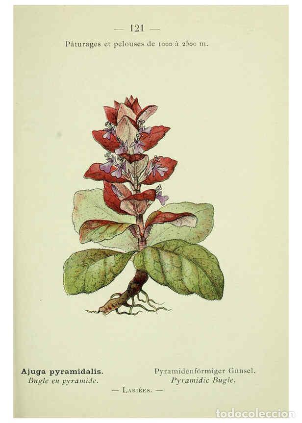 Colecionismo de Revistas e Jornais: Reproducci&oacute;n/Reproduction 6298827800: Nouvelle flore colori&eacute;e de poche des Alpes et des Pyr&eacute;n&eacute;es. v.