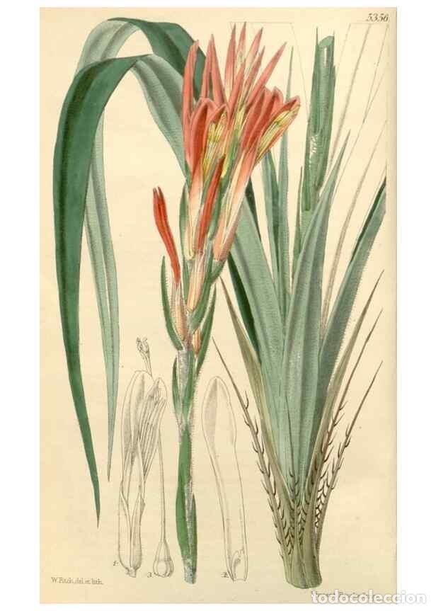 Colecionismo de Revistas e Jornais: Reproducci&oacute;n/Reproduction 8272595370: Curtis's botanical magazine.. London ;New York [etc.] :Academi