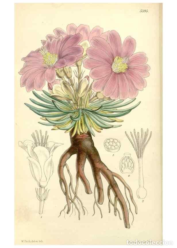 Colecionismo de Revistas e Jornais: Reproducci&oacute;n/Reproduction 8272648732: Curtis's botanical magazine.. London ;New York [etc.] :Academi