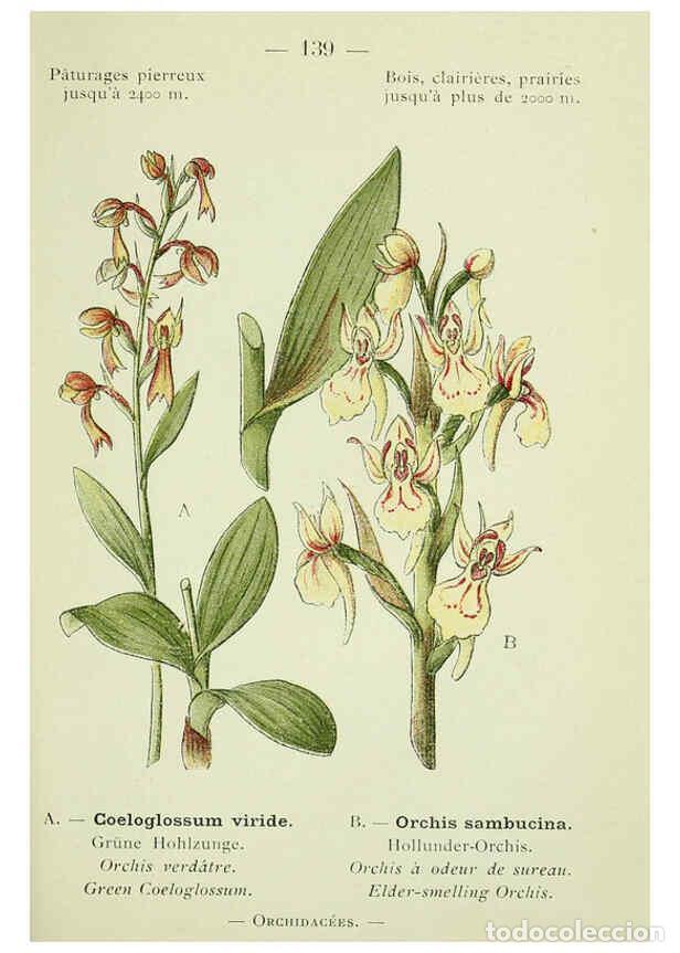 Colecionismo de Revistas e Jornais: Reproducci&oacute;n/Reproduction 6298832648: Nouvelle flore colori&eacute;e de poche des Alpes et des Pyr&eacute;n&eacute;es. v.