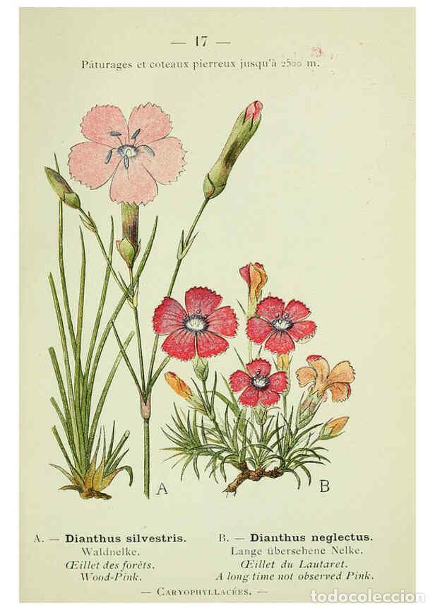 Colecionismo de Revistas e Jornais: Reproducci&oacute;n/Reproduction 6298265531: Nouvelle flore colori&eacute;e de poche des Alpes et des Pyr&eacute;n&eacute;es. v.