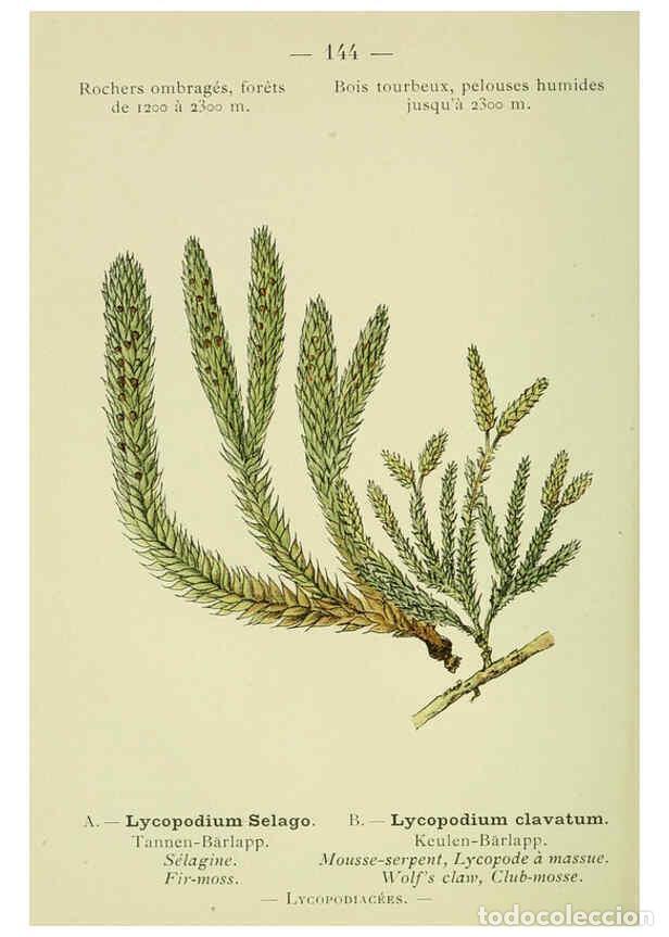 Colecionismo de Revistas e Jornais: Reproducci&oacute;n/Reproduction 6298303349: Nouvelle flore colori&eacute;e de poche des Alpes et des Pyr&eacute;n&eacute;es. v.