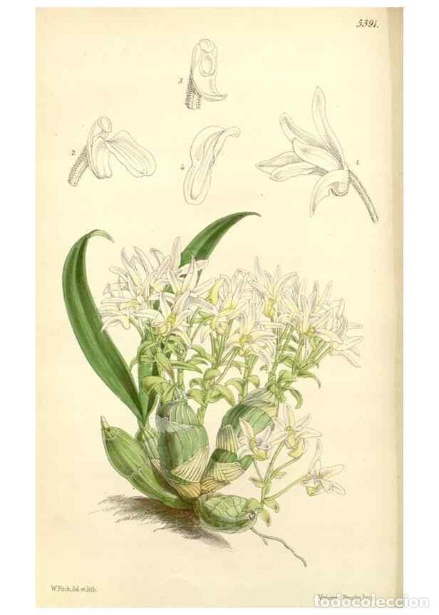 Colecionismo de Revistas e Jornais: Reproducci&oacute;n/Reproduction 8272644194: Curtis's botanical magazine.. London ;New York [etc.] :Academi