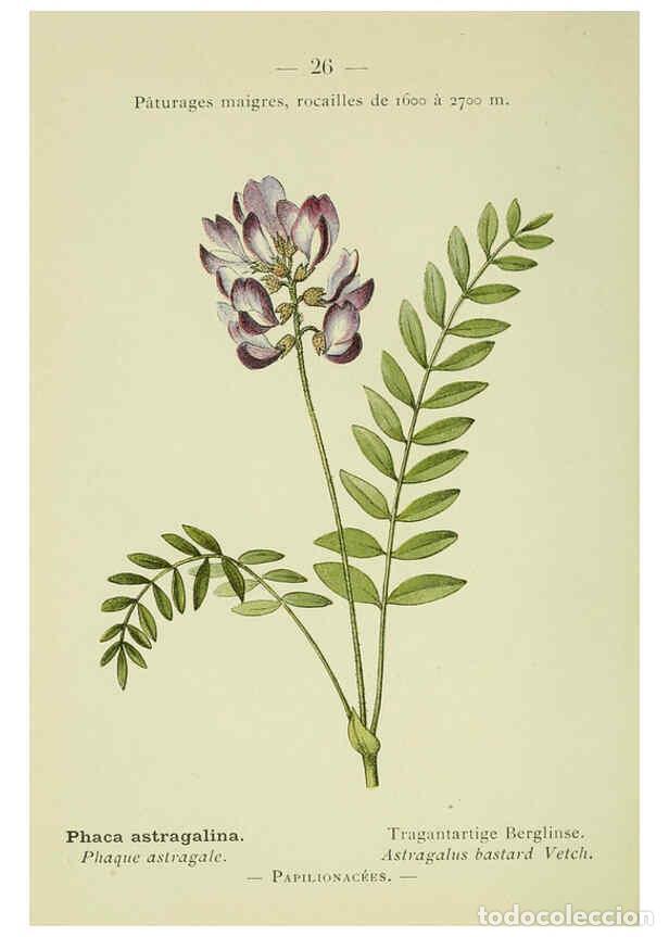 Colecionismo de Revistas e Jornais: Reproducci&oacute;n/Reproduction 6298267885: Nouvelle flore colori&eacute;e de poche des Alpes et des Pyr&eacute;n&eacute;es. v.