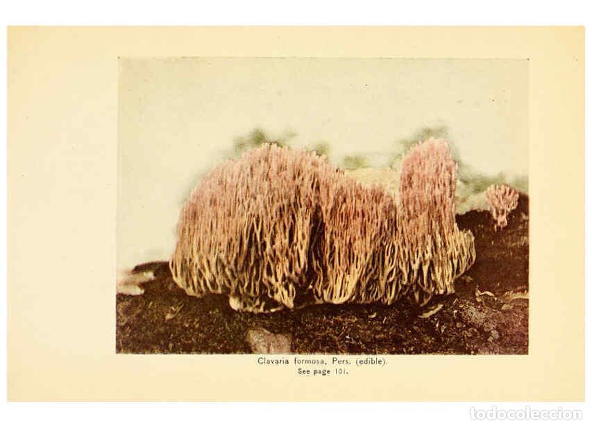 Coleccionismo de revistas y peri&oacute;dicos: Reproducci&oacute;n/Reproduction 6288867987: The mushroom book Garden City, N.Y. :Doubleday, Page,1920 - Ni