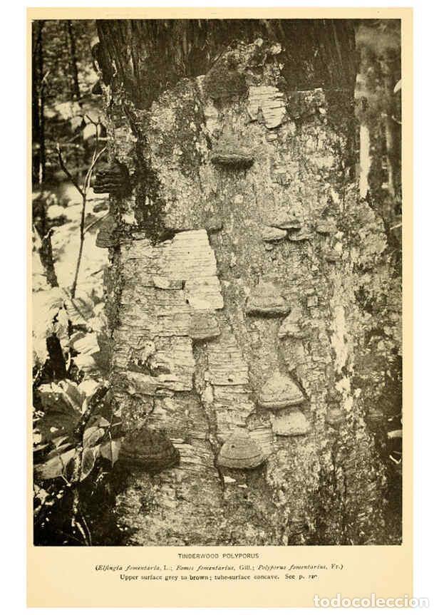 Coleccionismo de revistas y peri&oacute;dicos: Reproducci&oacute;n/Reproduction 6289389356: The mushroom book Garden City, N.Y. :Doubleday, Page,1920 - Ni