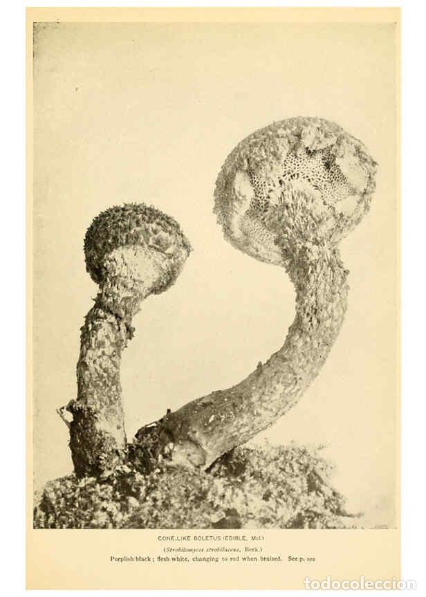 Coleccionismo de revistas y peri&oacute;dicos: Reproducci&oacute;n/Reproduction 6289388062: The mushroom book Garden City, N.Y. :Doubleday, Page,1920 - Ni