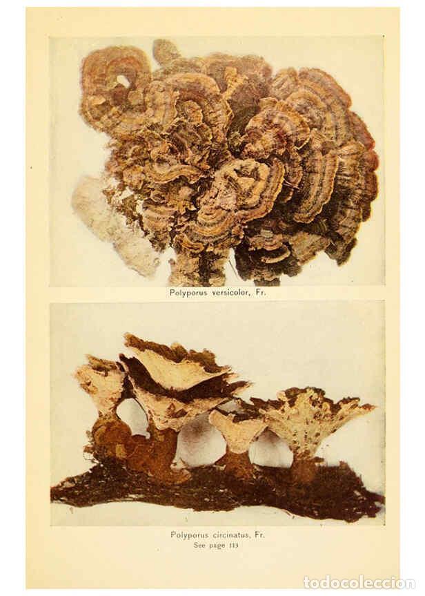 Coleccionismo de revistas y peri&oacute;dicos: Reproducci&oacute;n/Reproduction 6289389622: The mushroom book Garden City, N.Y. :Doubleday, Page,1920 - Ni