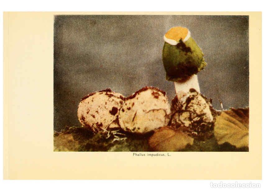 Coleccionismo de revistas y peri&oacute;dicos: Reproducci&oacute;n/Reproduction 6289391004: The mushroom book Garden City, N.Y. :Doubleday, Page,1920 - Ni