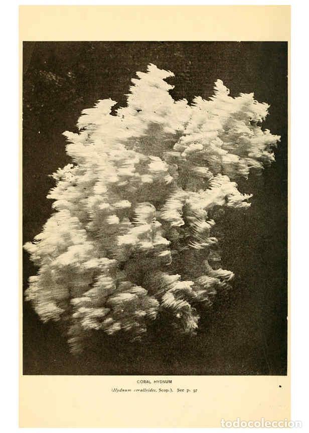 Coleccionismo de revistas y peri&oacute;dicos: Reproducci&oacute;n/Reproduction 6289386838: The mushroom book Garden City, N.Y. :Doubleday, Page,1920 - Ni