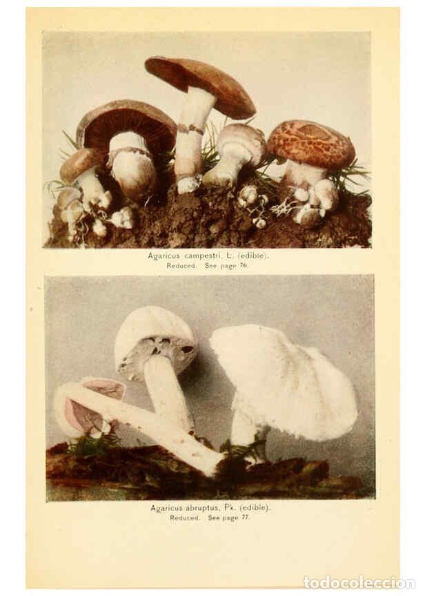 Coleccionismo de revistas y peri&oacute;dicos: Reproducci&oacute;n/Reproduction 6289382384: The mushroom book Garden City, N.Y. :Doubleday, Page,1920 - Ni