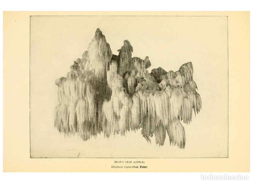 Coleccionismo de revistas y peri&oacute;dicos: Reproducci&oacute;n/Reproduction 6288866771: The mushroom book Garden City, N.Y. :Doubleday, Page,1920 - Ni