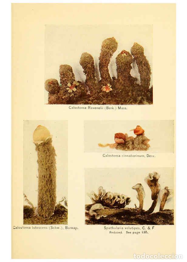 Coleccionismo de revistas y peri&oacute;dicos: Reproducci&oacute;n/Reproduction 6289392096: The mushroom book Garden City, N.Y. :Doubleday, Page,1920 - Ni