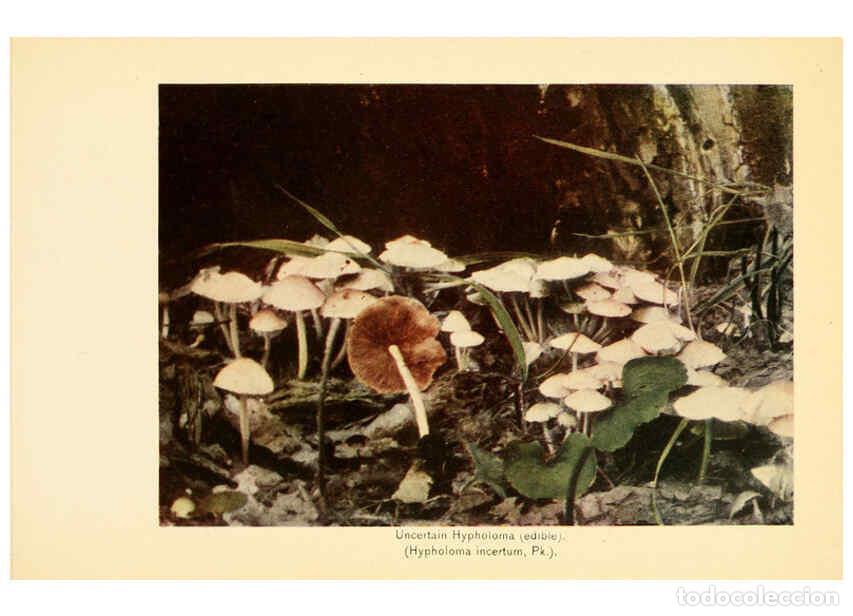 Coleccionismo de revistas y peri&oacute;dicos: Reproducci&oacute;n/Reproduction 6289383982: The mushroom book Garden City, N.Y. :Doubleday, Page,1920 - Ni