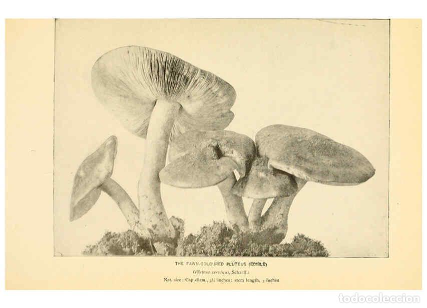 Coleccionismo de revistas y peri&oacute;dicos: Reproducci&oacute;n/Reproduction 6289385224: The mushroom book Garden City, N.Y. :Doubleday, Page,1920 - Ni