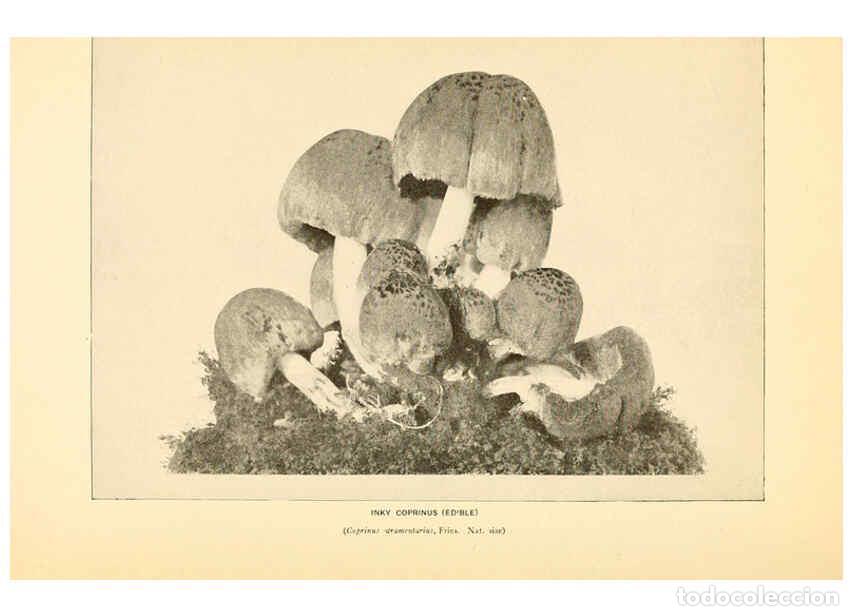 Coleccionismo de revistas y peri&oacute;dicos: Reproducci&oacute;n/Reproduction 6289385476: The mushroom book Garden City, N.Y. :Doubleday, Page,1920 - Ni