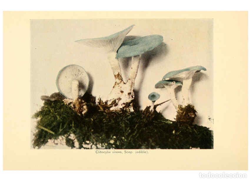 Coleccionismo de revistas y peri&oacute;dicos: Reproducci&oacute;n/Reproduction 6289381190: The mushroom book Garden City, N.Y. :Doubleday, Page,1920 - Ni