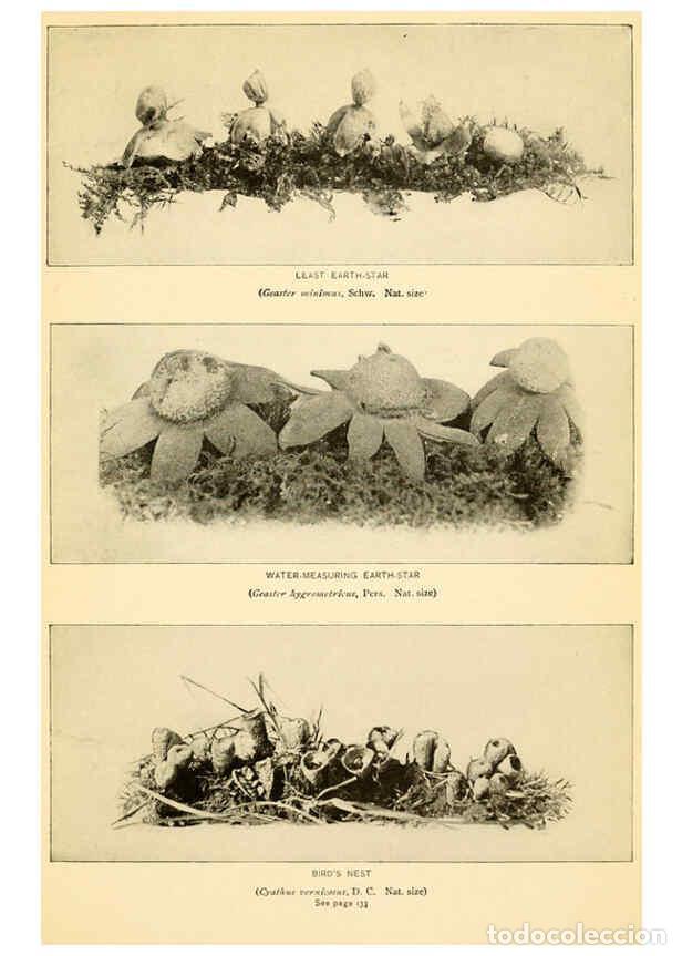 Coleccionismo de revistas y peri&oacute;dicos: Reproducci&oacute;n/Reproduction 6288872547: The mushroom book Garden City, N.Y. :Doubleday, Page,1920 - Ni