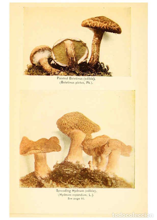 Coleccionismo de revistas y peri&oacute;dicos: Reproducci&oacute;n/Reproduction 6289388400: The mushroom book Garden City, N.Y. :Doubleday, Page,1920 - Ni
