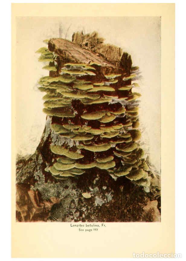 Coleccionismo de revistas y peri&oacute;dicos: Reproducci&oacute;n/Reproduction 6288870073: The mushroom book Garden City, N.Y. :Doubleday, Page,1920 - Ni