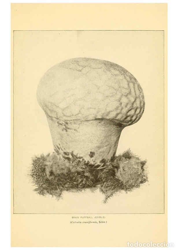 Coleccionismo de revistas y peri&oacute;dicos: Reproducci&oacute;n/Reproduction 6288871771: The mushroom book Garden City, N.Y. :Doubleday, Page,1920 - Ni