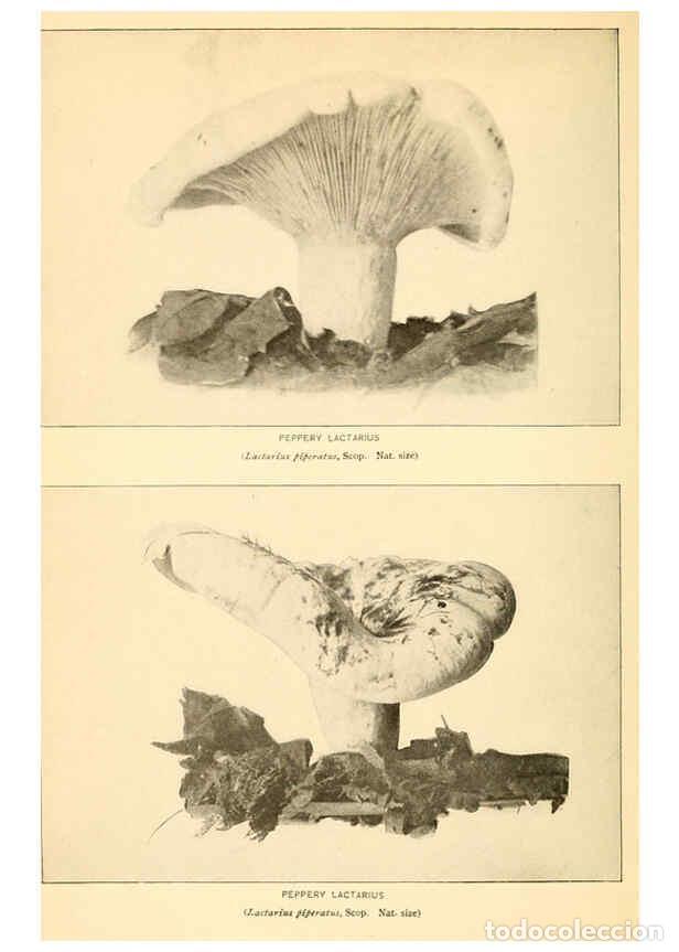 Coleccionismo de revistas y peri&oacute;dicos: Reproducci&oacute;n/Reproduction 6288866565: The mushroom book Garden City, N.Y. :Doubleday, Page,1920 - Ni