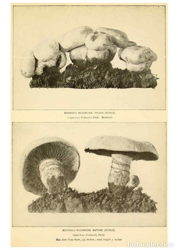 Coleccionismo de revistas y peri&oacute;dicos: Reproducci&oacute;n/Reproduction 6289382866: The mushroom book Garden City, N.Y. :Doubleday, Page,1920 - Ni