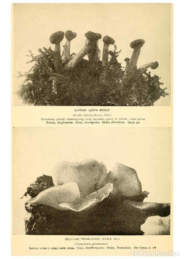 Coleccionismo de revistas y peri&oacute;dicos: Reproducci&oacute;n/Reproduction 6289393146: The mushroom book Garden City, N.Y. :Doubleday, Page,1920 - Ni