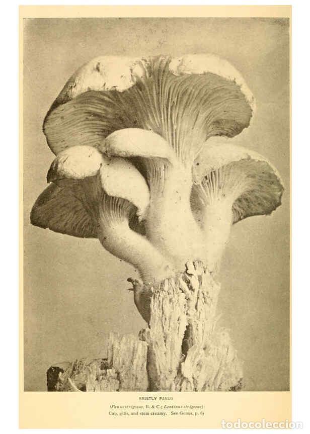 Coleccionismo de revistas y peri&oacute;dicos: Reproducci&oacute;n/Reproduction 6288874765: The mushroom book Garden City, N.Y. :Doubleday, Page,1920 - Ni