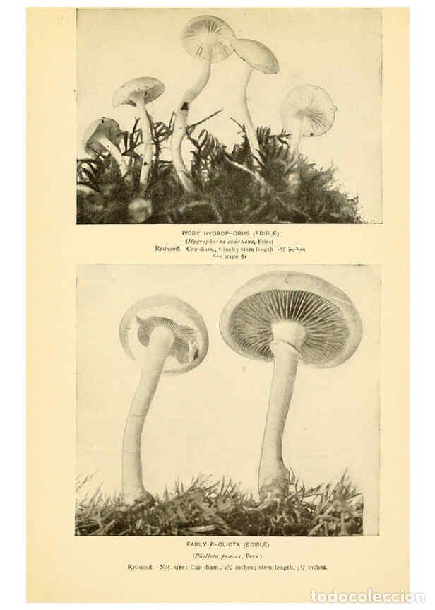 Coleccionismo de revistas y peri&oacute;dicos: Reproducci&oacute;n/Reproduction 6289384458: The mushroom book Garden City, N.Y. :Doubleday, Page,1920 - Ni