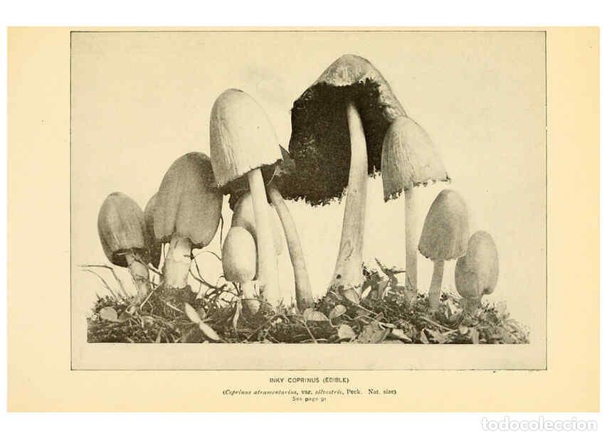 Coleccionismo de revistas y peri&oacute;dicos: Reproducci&oacute;n/Reproduction 6289385792: The mushroom book Garden City, N.Y. :Doubleday, Page,1920 - Ni
