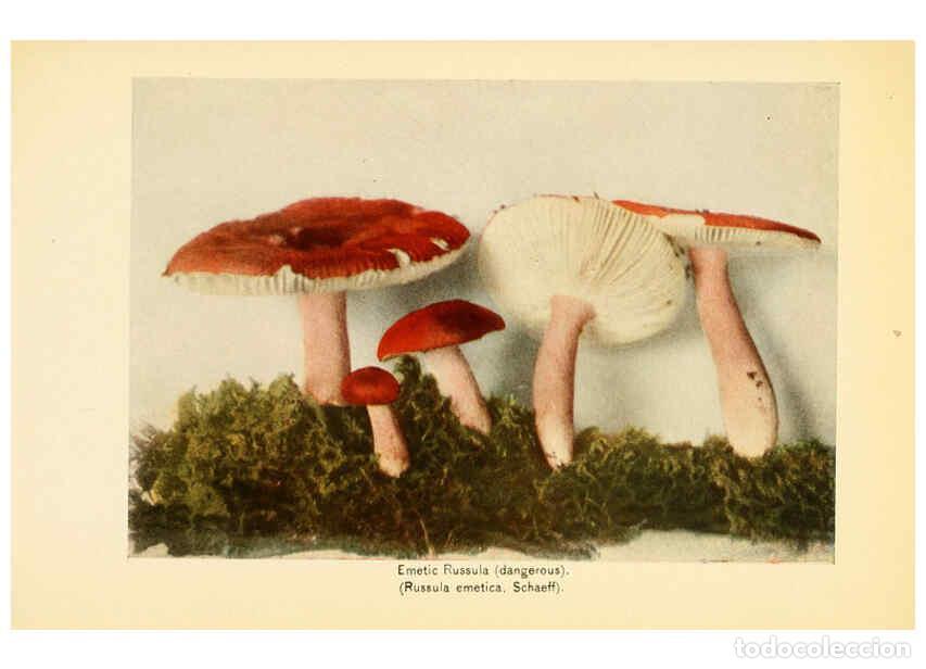 Coleccionismo de revistas y peri&oacute;dicos: Reproducci&oacute;n/Reproduction 6289380268: The mushroom book Garden City, N.Y. :Doubleday, Page,1920 - Ni