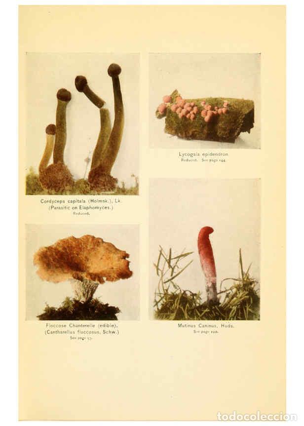 Coleccionismo de revistas y peri&oacute;dicos: Reproducci&oacute;n/Reproduction 6288873013: The mushroom book Garden City, N.Y. :Doubleday, Page,1920 - Ni