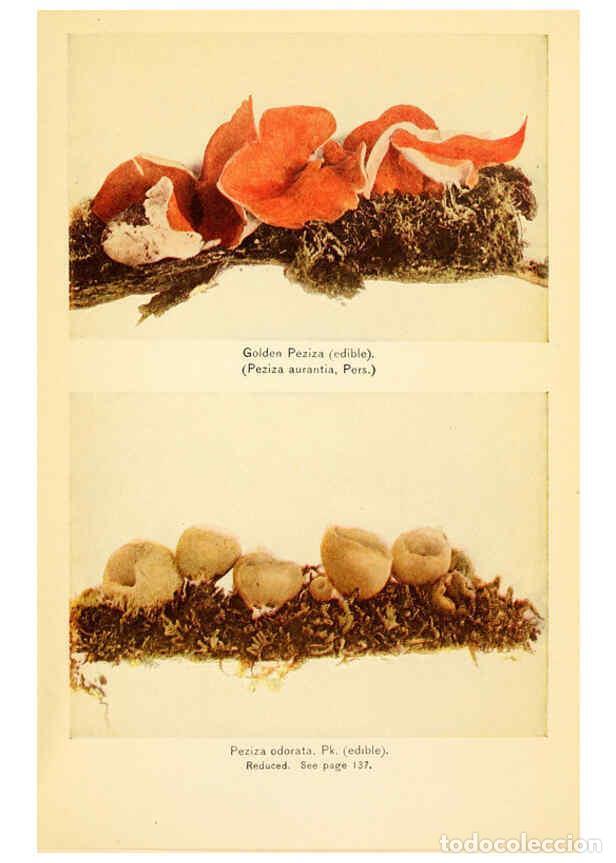 Coleccionismo de revistas y peri&oacute;dicos: Reproducci&oacute;n/Reproduction 6288873615: The mushroom book Garden City, N.Y. :Doubleday, Page,1920 - Ni