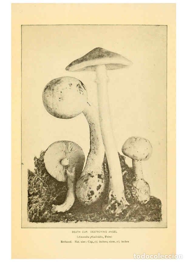 Coleccionismo de revistas y peri&oacute;dicos: Reproducci&oacute;n/Reproduction 6289375324: The mushroom book Garden City, N.Y. :Doubleday, Page,1920 - Ni