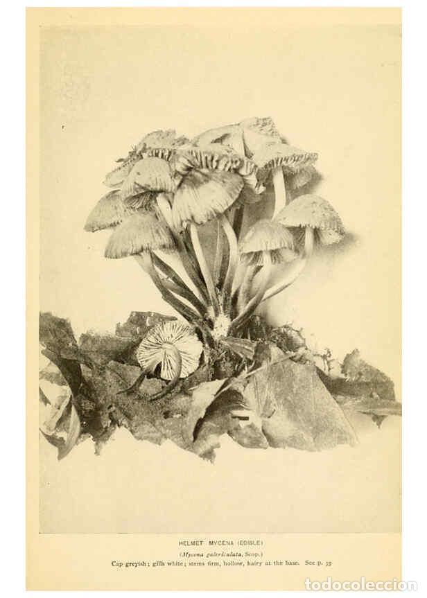 Coleccionismo de revistas y peri&oacute;dicos: Reproducci&oacute;n/Reproduction 6288857129: The mushroom book Garden City, N.Y. :Doubleday, Page,1920 - Ni