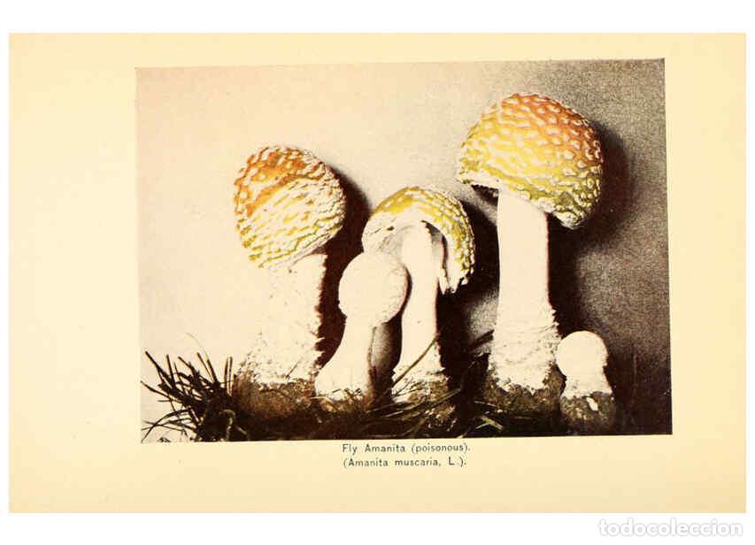 Coleccionismo de revistas y peri&oacute;dicos: Reproducci&oacute;n/Reproduction 6289375694: The mushroom book Garden City, N.Y. :Doubleday, Page,1920 - Ni