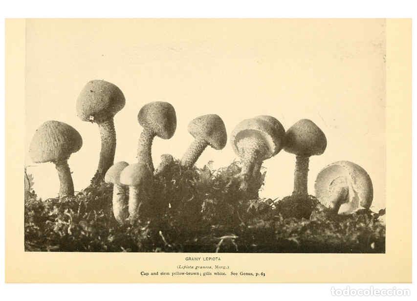 Coleccionismo de revistas y peri&oacute;dicos: Reproducci&oacute;n/Reproduction 6289378840: The mushroom book Garden City, N.Y. :Doubleday, Page,1920 - Ni