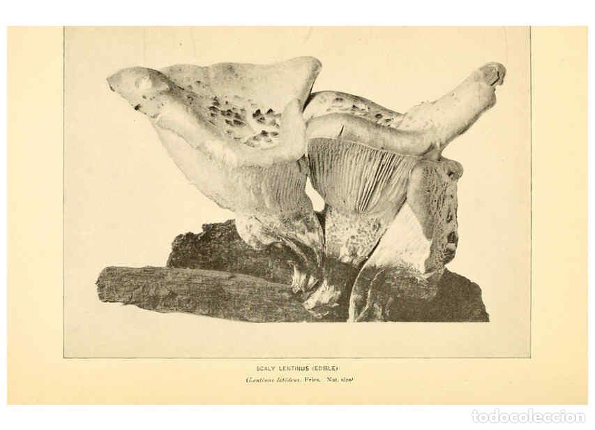 Coleccionismo de revistas y peri&oacute;dicos: Reproducci&oacute;n/Reproduction 6289377520: The mushroom book Garden City, N.Y. :Doubleday, Page,1920 - Ni