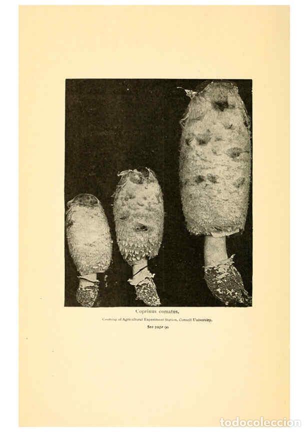 Coleccionismo de revistas y peri&oacute;dicos: Reproducci&oacute;n/Reproduction 6288855239: The mushroom book Garden City, N.Y. :Doubleday, Page,1920 - Ni