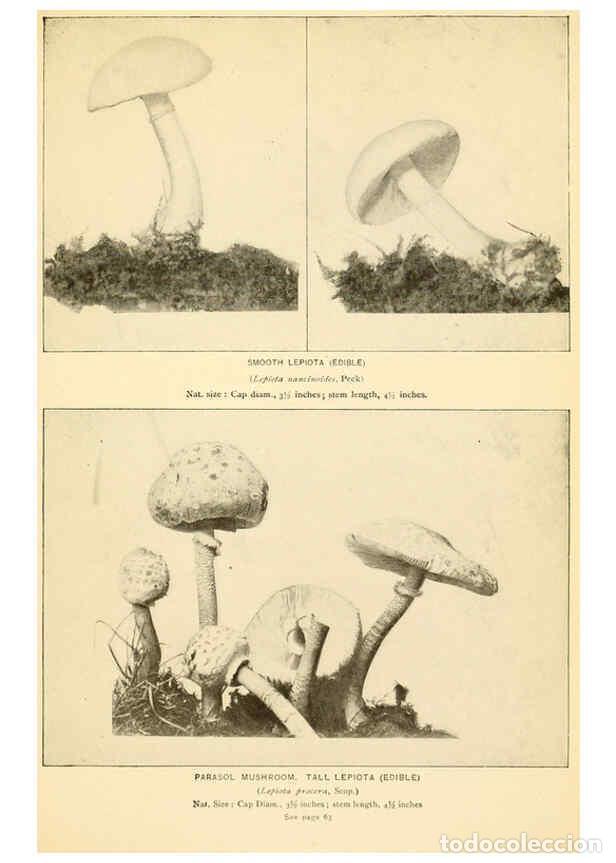 Coleccionismo de revistas y peri&oacute;dicos: Reproducci&oacute;n/Reproduction 6288859221: The mushroom book Garden City, N.Y. :Doubleday, Page,1920 - Ni