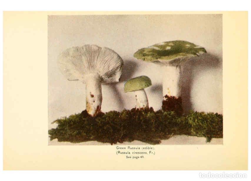 Coleccionismo de revistas y peri&oacute;dicos: Reproducci&oacute;n/Reproduction 6288860693: The mushroom book Garden City, N.Y. :Doubleday, Page,1920 - Ni
