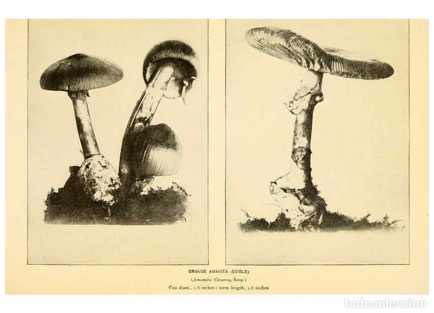 Coleccionismo de revistas y peri&oacute;dicos: Reproducci&oacute;n/Reproduction 6289375958: The mushroom book Garden City, N.Y. :Doubleday, Page,1920 - Ni