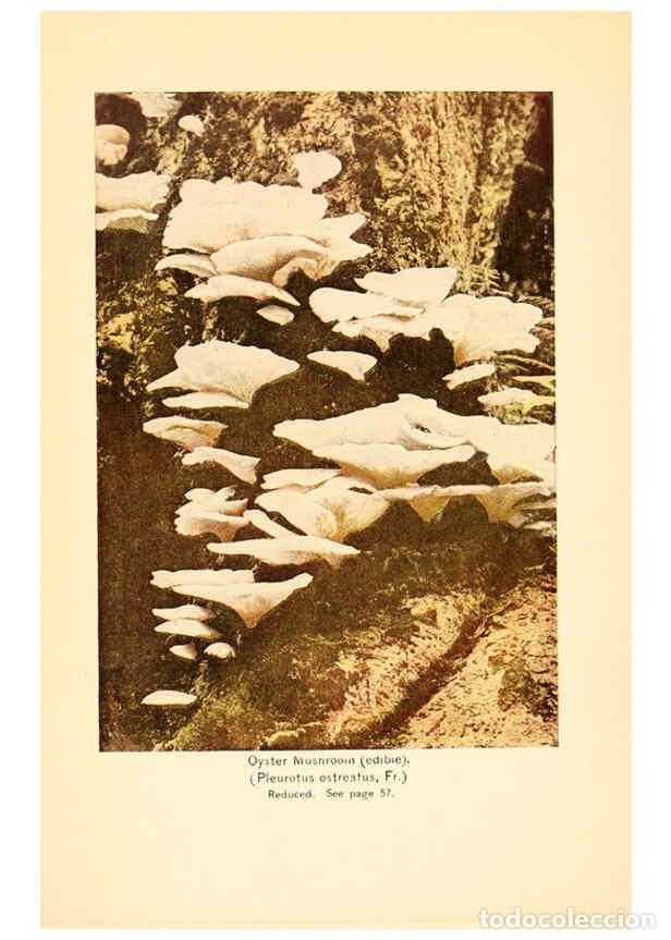 Coleccionismo de revistas y peri&oacute;dicos: Reproducci&oacute;n/Reproduction 6289377856: The mushroom book Garden City, N.Y. :Doubleday, Page,1920 - Ni